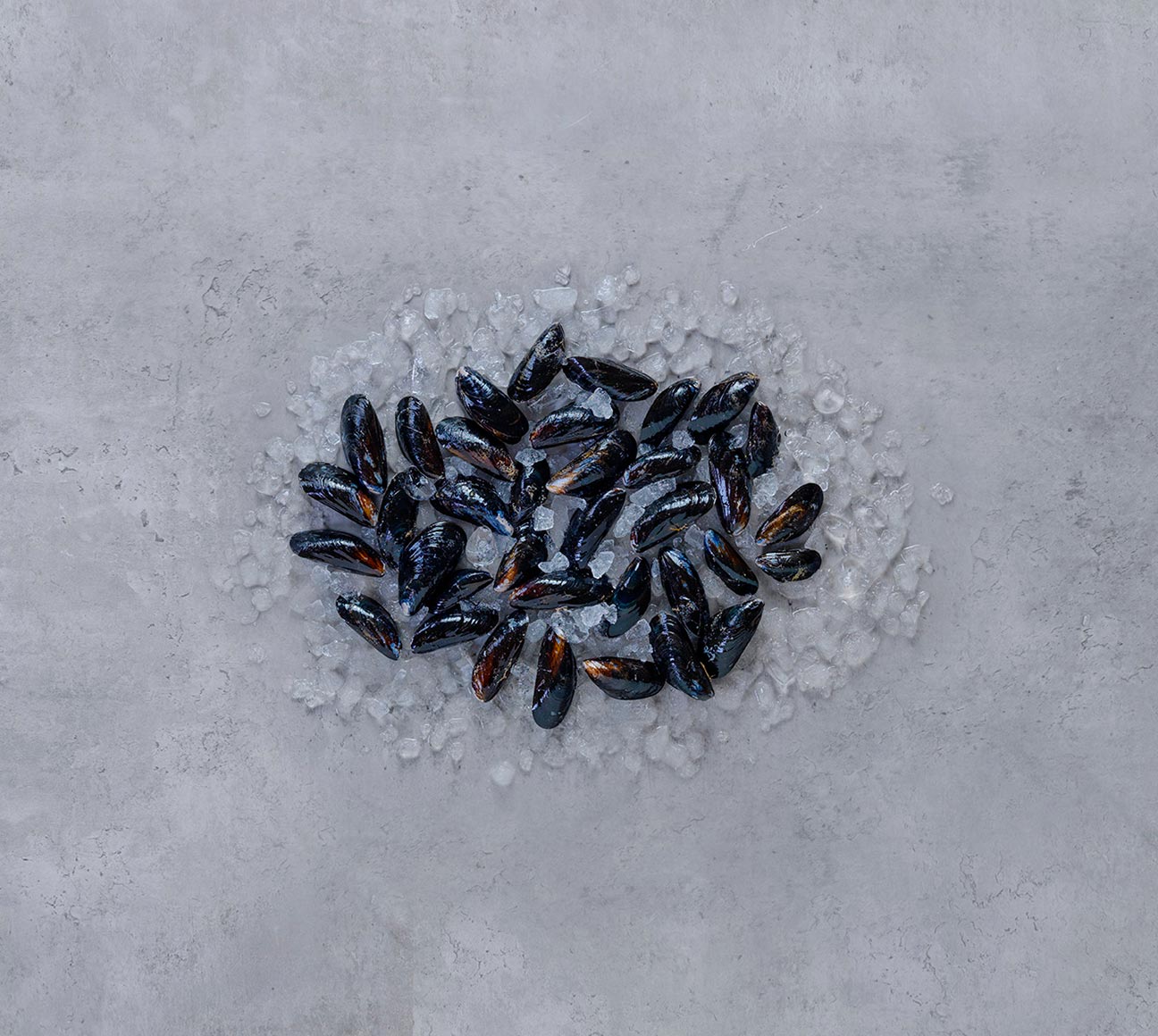 Blue mussels on ice