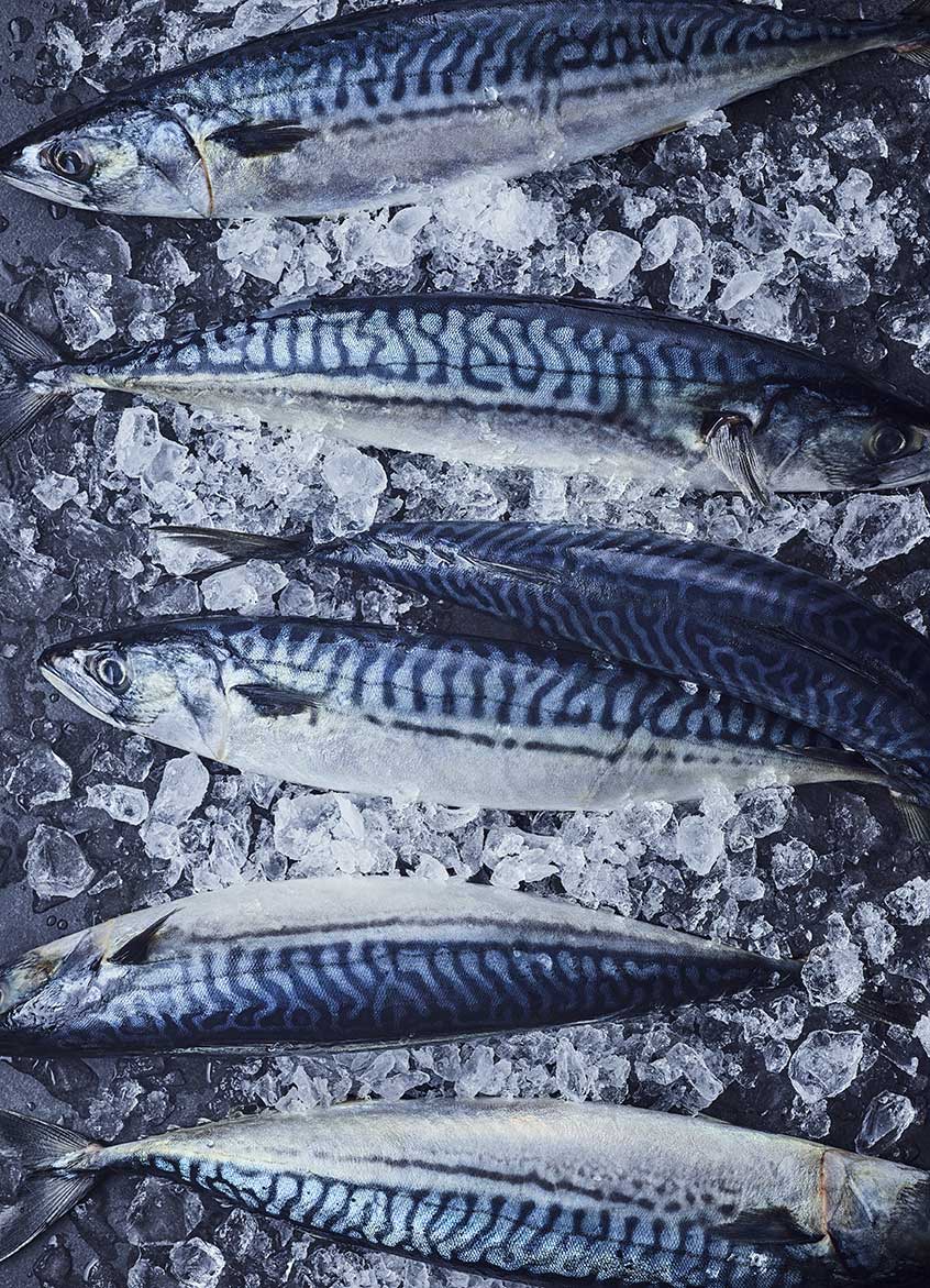 Mackerel on ice
