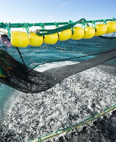 Mackerel in net