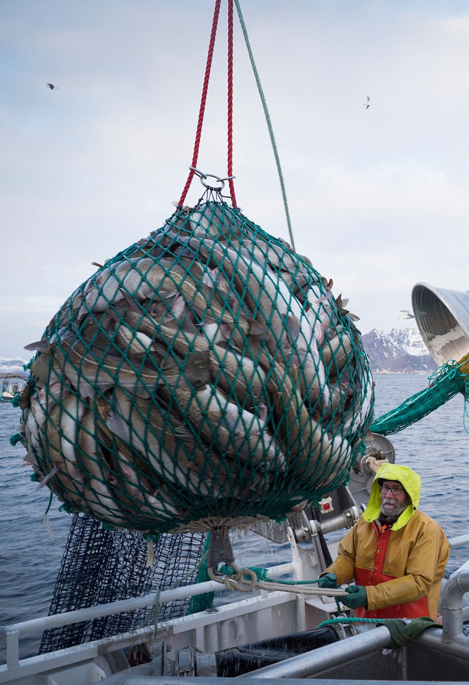 Hauling a catch of skrei